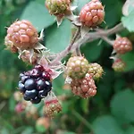 O'noire, Viroinval *