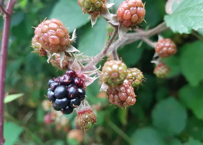 O'noire, Viroinval *